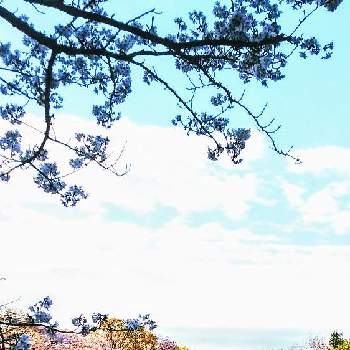あさひの画像 by みいちゃんさん | 桜の花♡とウォーキングとさくら 桜 サクラとあさひとお城のある街