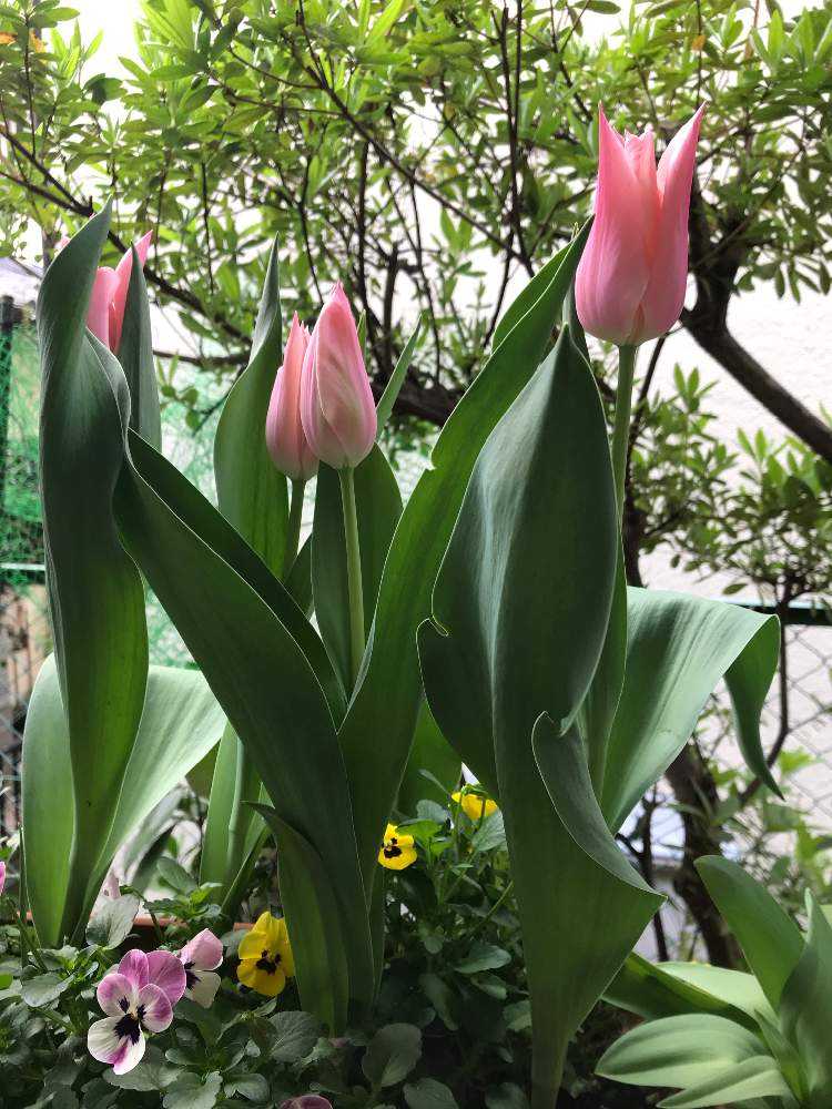初めての球根❣️八重咲きチューリップ🌷アンジェリケとサンネに挑戦