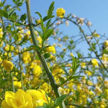 雲南黄梅の花の投稿画像一覧 Greensnap グリーンスナップ