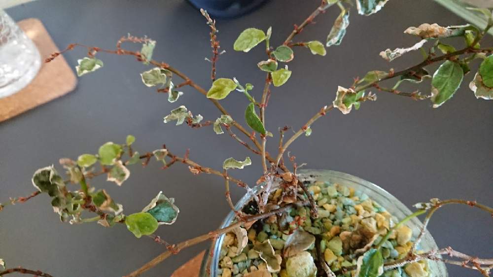 フィカス プミラの投稿画像 By ブラスターベアさん 21月4月2日 Greensnap グリーンスナップ