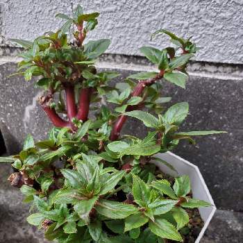 インパチェンスの育て方 種まきの時期や植え方は 冬越しのコツは Greensnap グリーンスナップ インパチェンスの育て方 種まきの時期や植え方は 冬越しのコツは Greensnap グリーンスナップ