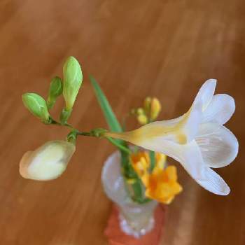 フリージャーの投稿画像一覧 Greensnap グリーンスナップ