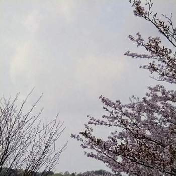 桜・そめいよしのの画像 by ゆみさん | 桜・そめいよしの