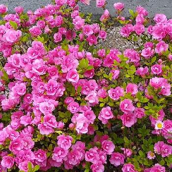 八重咲き サツキの投稿画像一覧 Greensnap グリーンスナップ