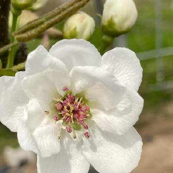 梨の花の投稿画像一覧 Greensnap グリーンスナップ