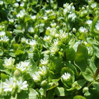 はこべの花の投稿画像一覧 Greensnap グリーンスナップ はこべの花の投稿画像一覧 Greensnap グリーンスナップ