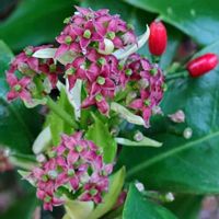 アオキ,アオキの赤い実,「雌花」,アオキの雌花,雌雄異株の画像