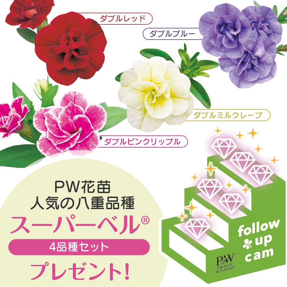 カリブラコアの投稿画像 by PW JAPANさん｜スーパーベルと八重咲きとPW 