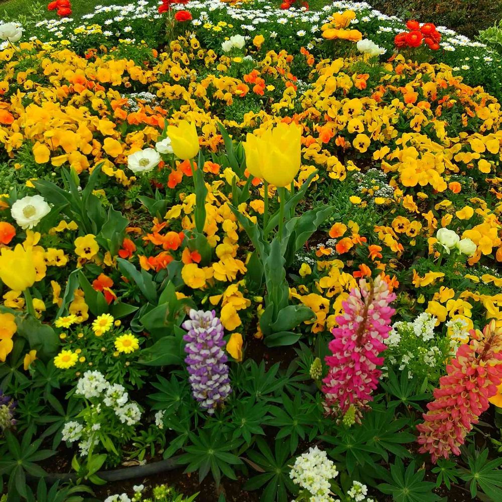 和の花♪さんの山下公園への投稿