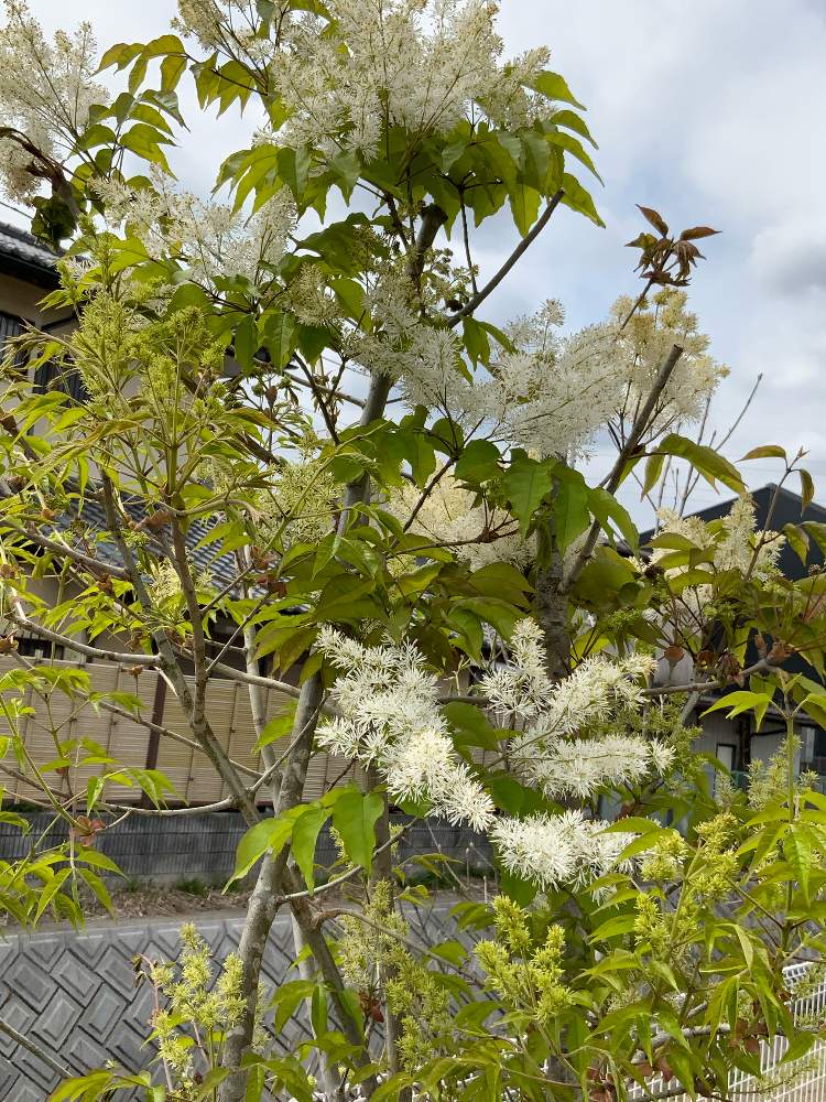 マンナトネリコの投稿画像 By ピカピカさん 白いお花としあわせ運べるように 21月4月2日 Greensnap グリーンスナップ
