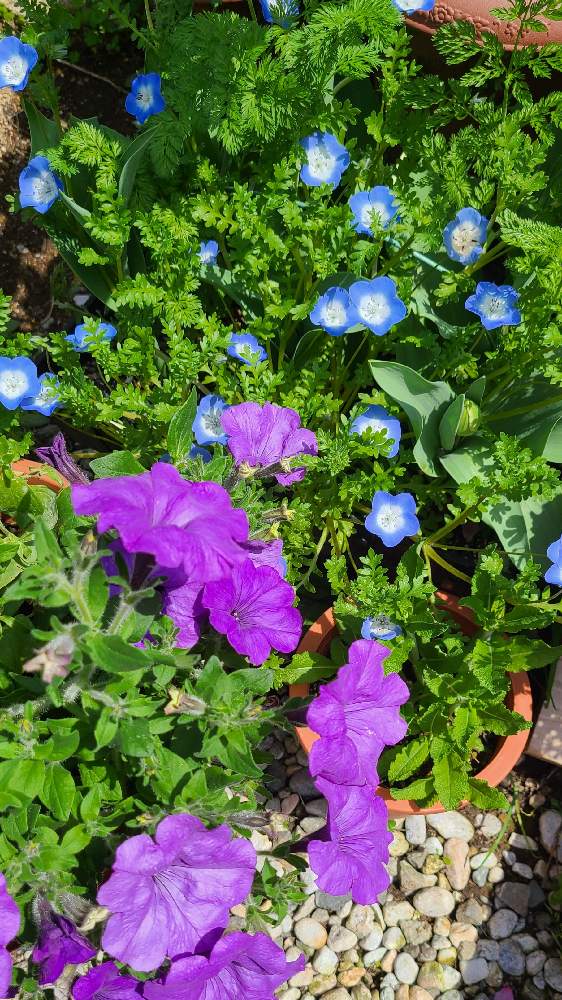 ネモフィラの投稿画像 By りょうたんさんさん ペチュニア ブルームーンと挿し木からの幸せと 1558とプランター45と3年目と種まき からの幸せと秋植え球根と苗からと玉子パック種まきとセルトレイ128穴と花のある暮らしと東側とお花は癒しと生協の球根 21月4月2日