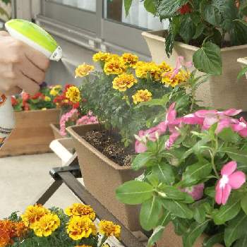 アブラムシの投稿画像一覧 Greensnap グリーンスナップ