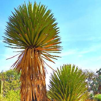 メキシコ原産の投稿画像一覧 Greensnap グリーンスナップ