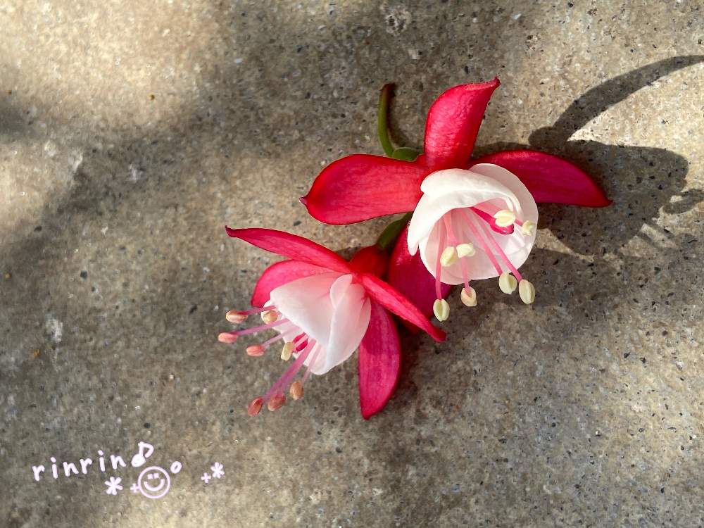 フクシアの投稿画像 By Rinrin さん フクシア プーニーとエンジェルス イヤリング とかわちいと花が咲く笑顔咲く Pwフォトコン21 キュン した瞬間部門 21月4月2日 Greensnap グリーンスナップ