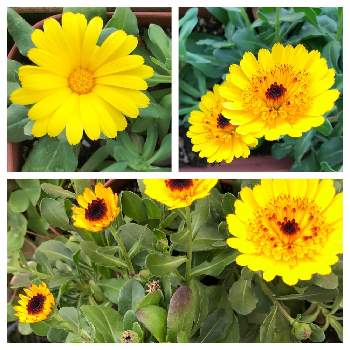 カレンジュラ まどか ハニーディップの投稿画像一覧 Greensnap グリーンスナップ カレンジュラ まどか ハニーディップの投稿画像一覧 Greensnap グリーンスナップ