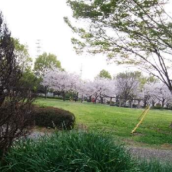 桜・そめいよしのの画像 by カコさん | お出かけ先とチューリップとしばと欅.(けやき)と桜・そめいよしのと散歩道と富士西公園とGo✿to✿flowerと春景色
