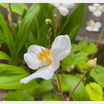 春の花ばなの画像 by 花音ちゃんさん | 小さな庭と春の花ばなと庭の花と庭花あそびとガーデニングと花のある暮らし