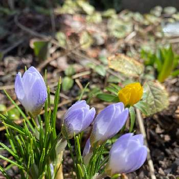 クロッカスブルーパールの画像 by あおいねこさん | クロッカスブルーパールと球根植物と北海道と春の訪れと春のお花