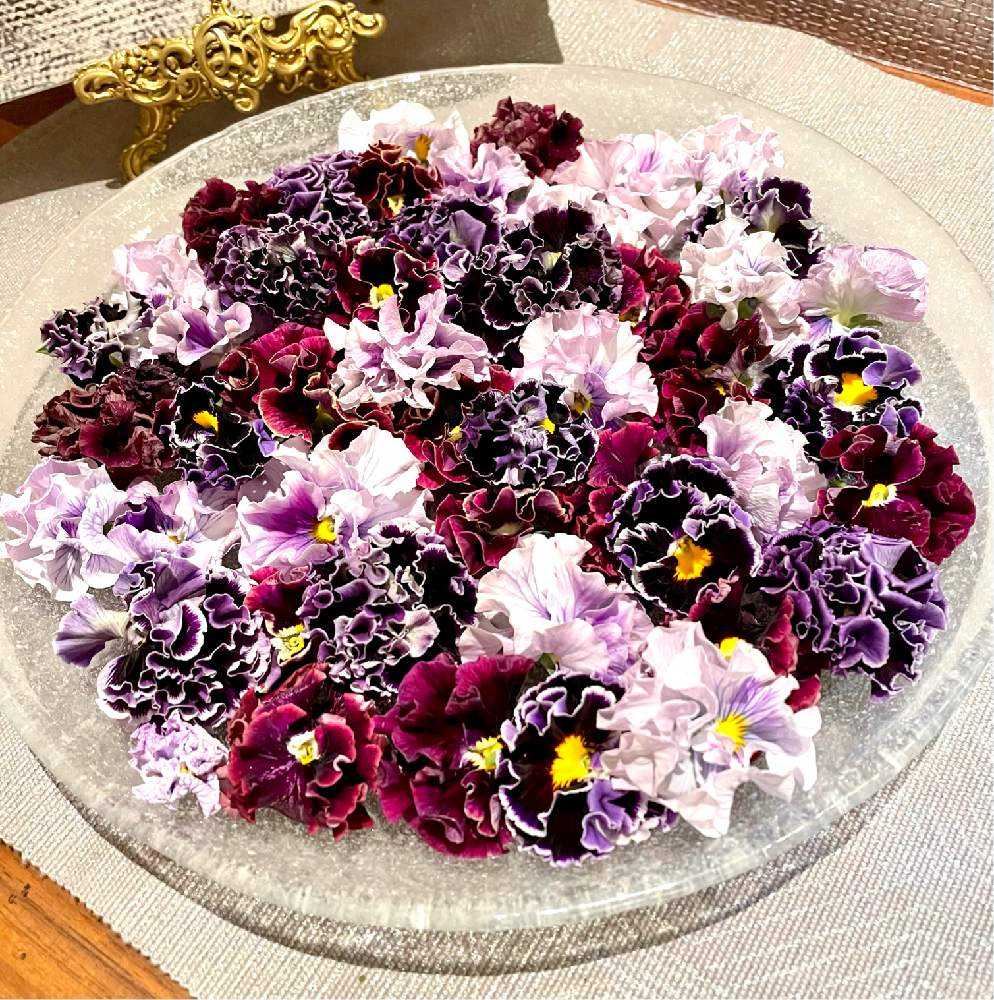 パンジー ドラキュラの投稿画像 By Jayhawkerさん ローブ ドゥ アントワネットとサトウ園芸と花曜日 21月4月2日 Greensnap グリーンスナップ