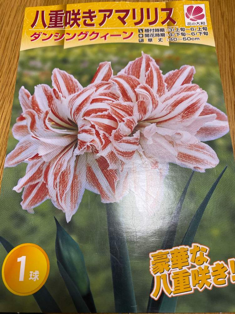 アマリリスの育て方 球根の植え方や花が先終わった後の対処法は Horti ホルティ By Greensnap