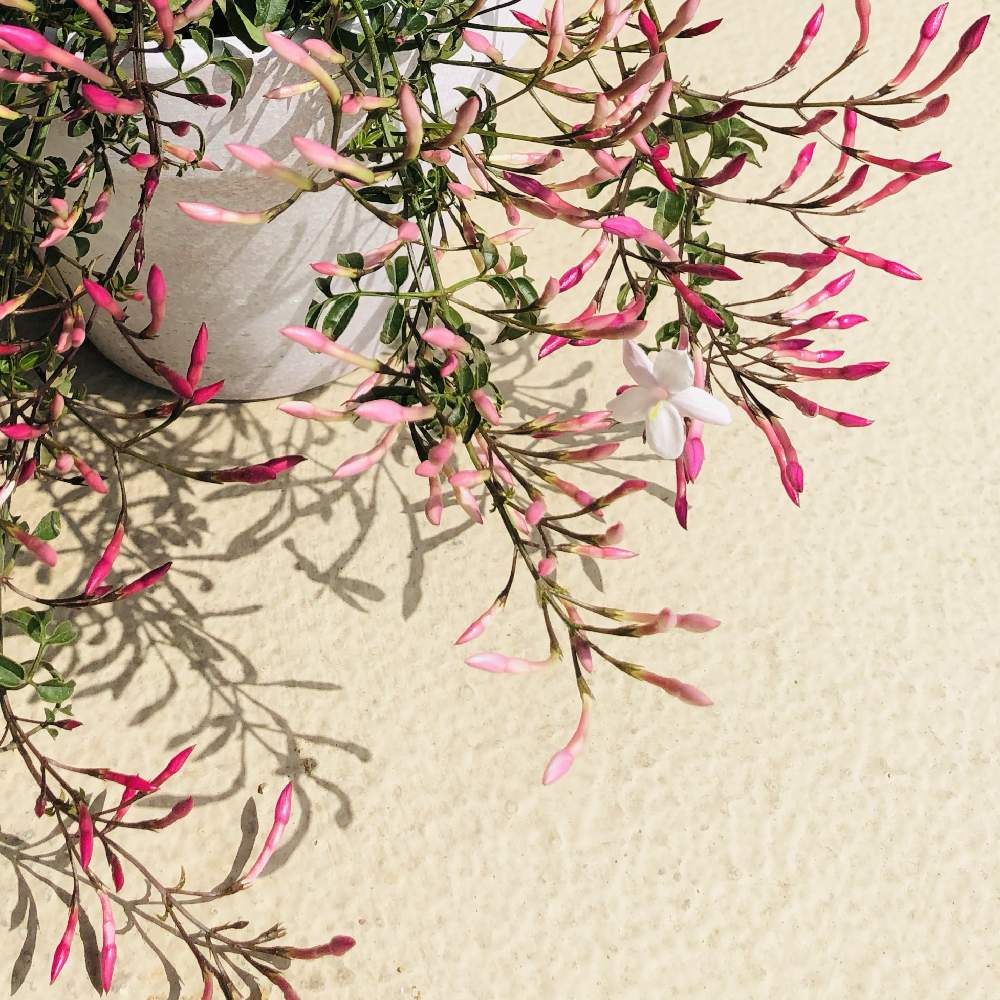 ハゴロモジャスミンの投稿画像 By Stera さん 鉢植えとベランダガーデニングと花が咲く笑顔咲く Pwフォトコン21 キュン した瞬間部門 21月4月2日 Greensnap グリーンスナップ