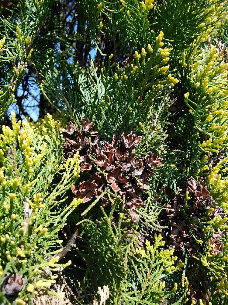 コノテガシワ 児の手柏 このてがしわ 04 17更新 Greensnap グリーンスナップ