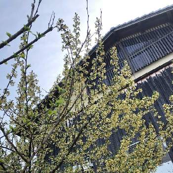 グミの木の投稿画像一覧 Greensnap グリーンスナップ