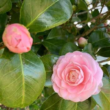 八重椿ピンクの投稿画像一覧 Greensnap グリーンスナップ