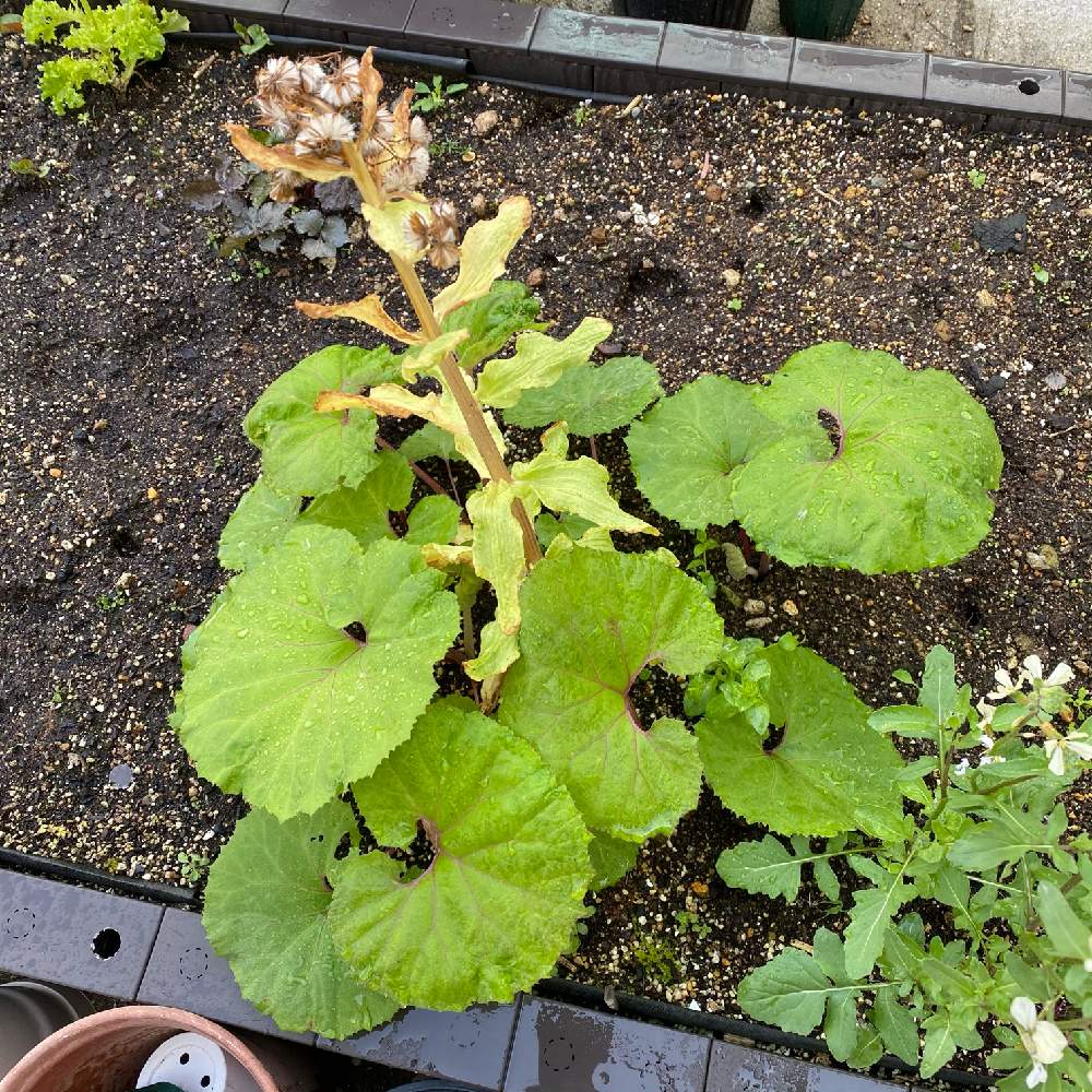 ふきの投稿画像 By Hitokoさん 家庭菜園と自家栽培とおうち園芸とおうちde菜園 21月4月2日 Greensnap グリーンスナップ