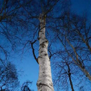 白樺の木の投稿画像一覧 Greensnap グリーンスナップ