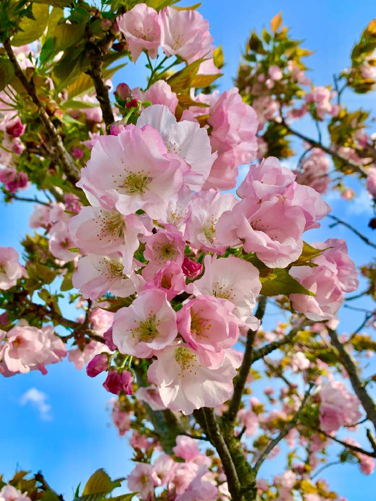 バラ科の投稿画像 By Ejyoさん ピンク色の花と花のある暮らしとお散歩と空のある風景とバラ科サクラ属とサクラとヤエザクラとバラ科 とピンク色の花と花のある暮らしとお散歩と空のある風景とバラ科サクラ属 21月4月2日 Greensnap グリーンスナップ