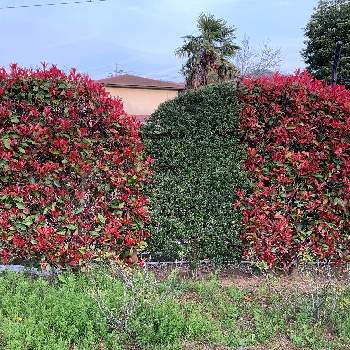 垣根の投稿画像一覧 Greensnap グリーンスナップ