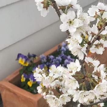 さくらんぼの花の投稿画像一覧 Greensnap グリーンスナップ