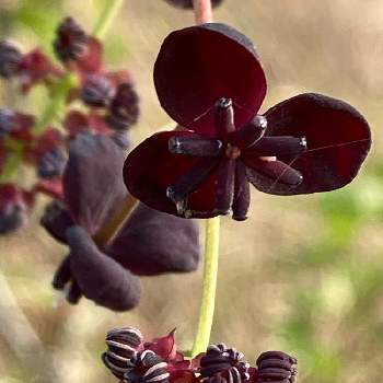 あけび 花の投稿画像一覧 Greensnap グリーンスナップ