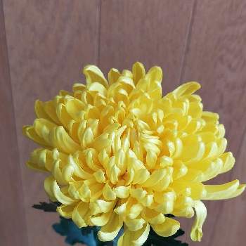 菊 きくの投稿画像一覧 Greensnap グリーンスナップ