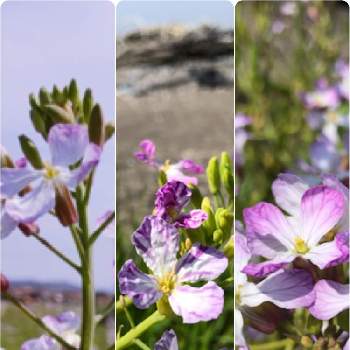 海浜植物の投稿画像一覧 Greensnap グリーンスナップ