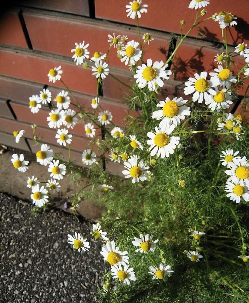 カモミールの投稿画像 By モコさん ジャーマンカモミールとカミツレ カモミール 21月4月3日 Greensnap グリーンスナップ