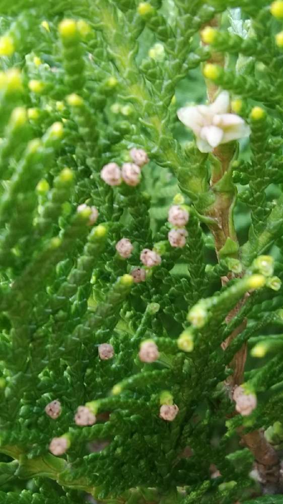 コノテガシワ雌花の投稿画像 By モコさん コノテガシワ雄花とコノテガシワ 21月4月3日 Greensnap グリーンスナップ