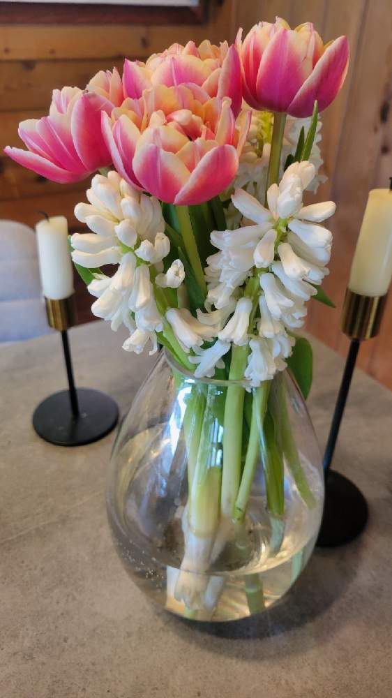 チューリップの投稿画像 By Ruiさん ヒヤシンスと切り花と球根植物とヒヤシンスの花とはるが来た 21月4月3日 Greensnap グリーンスナップ