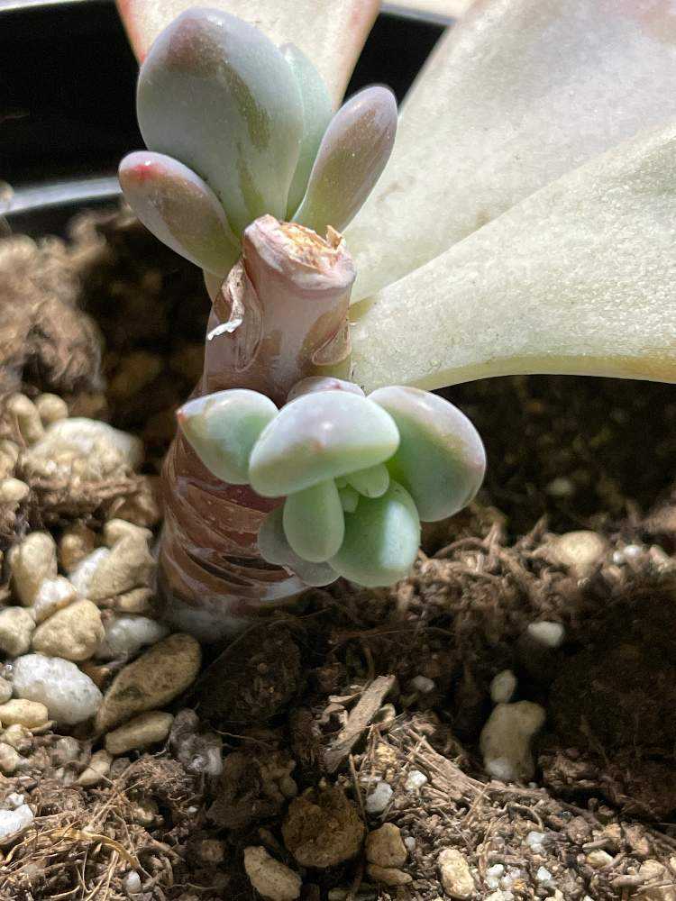 オパリナの変化｜🍀GreenSnap（グリーンスナップ）