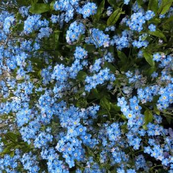 @青い花の画像 by Kevinさん | 広い庭とワスレナグサと素敵❗と癒しとおうち園芸とお花大好き✨と可愛いと花のある暮らしとかわいいとヨーロッパ原産と青い花と美しく青きドヨウと@青い花と@ワスレナグサ