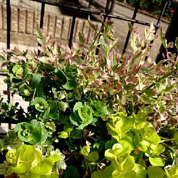 セリフラミンゴの投稿画像一覧 Greensnap グリーンスナップ