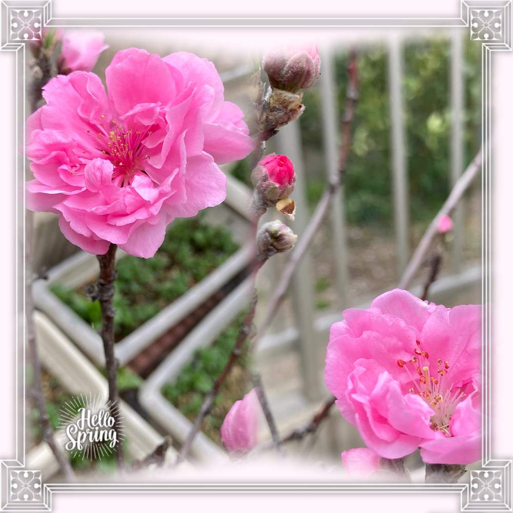照手桃の投稿画像 By セスさん 花木とピンクの花と春のお花とピンクのはな 21月4月3日 Greensnap グリーンスナップ