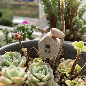 よく増える多肉の投稿画像一覧 Greensnap グリーンスナップ