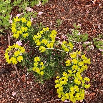 マツバトウダイの画像 by KARIRINさん | お出かけ先とマツバトウダイと黄色い花と校庭