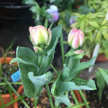 チューリップ アイスクリームの投稿画像一覧 Greensnap グリーンスナップ