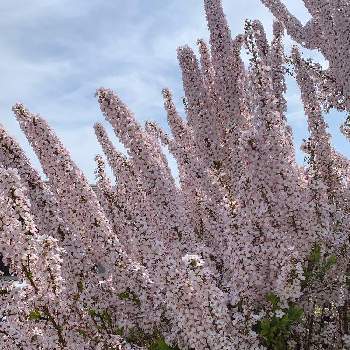 ピンクユキヤナギの花の投稿画像一覧 Greensnap グリーンスナップ