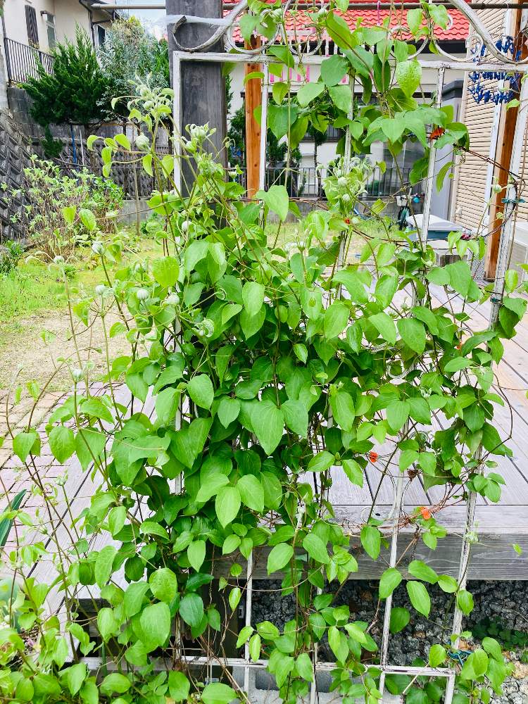 クレマチス ベルオブウォーキング の投稿画像 By U Koさん 花壇とナチュラルガーデンと花壇の記録用とナチュラルと庭づくりと手探り庭づくりと葉っぱ好きと記録用 21月4月3日 Greensnap グリーンスナップ