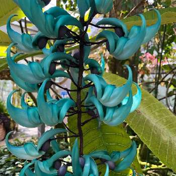 温室の花の投稿画像一覧 Greensnap グリーンスナップ