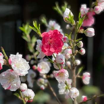 桃の木の投稿画像一覧 Greensnap グリーンスナップ